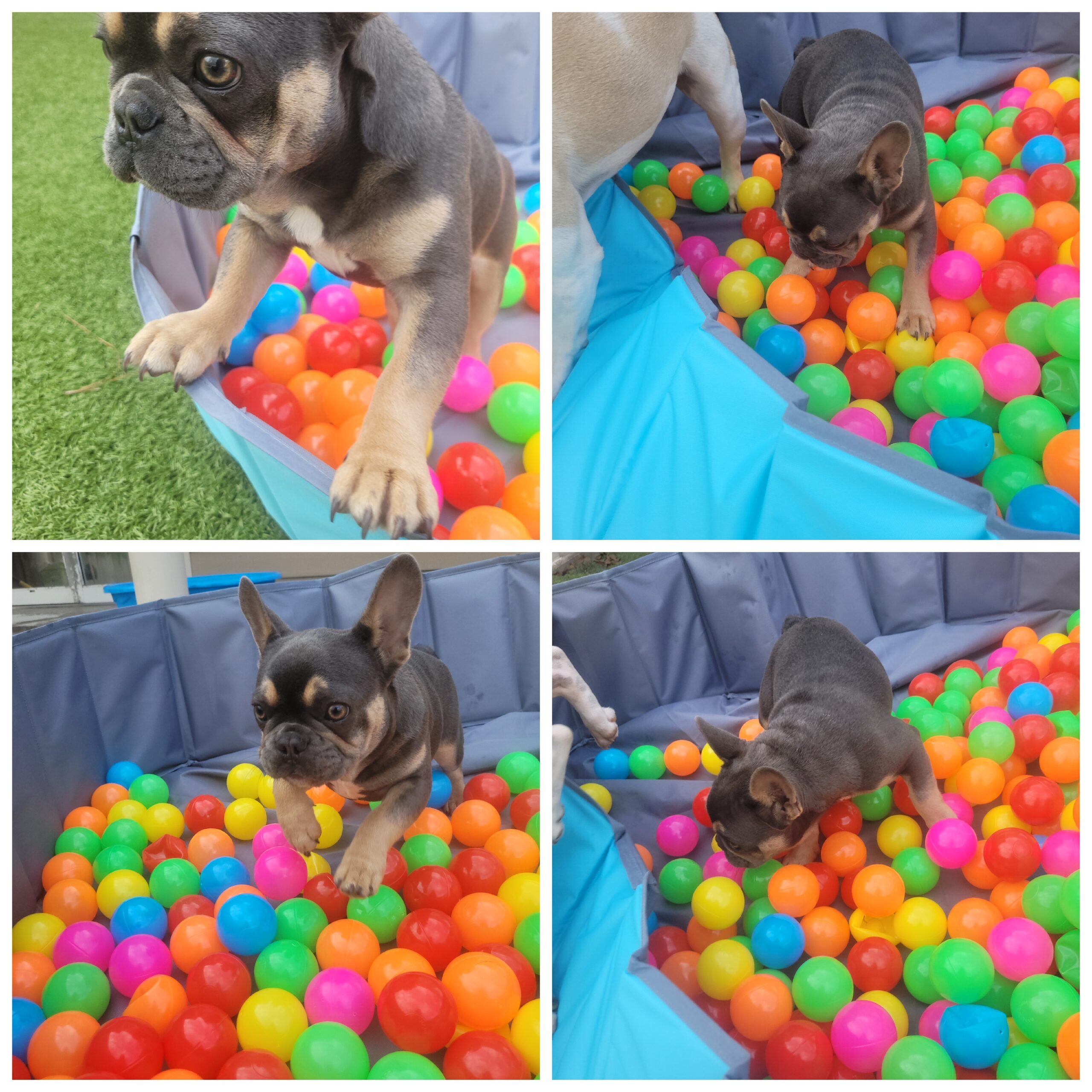 Blu playing in the ball pit