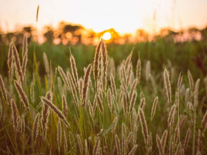 The Tall Grass of Madisonville
